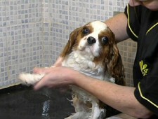 Dog Groom UK Opportunity - Dog Grooming Franchise