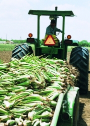 Aloe Vera Plants make the Forever Living Products