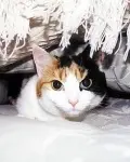 FIREWORKS, FRIGHT AND PETS!