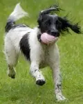 Keeping you pet cool and safe this summer