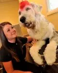 Katie�s new business has pooch pampering nailed