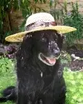 STAY COOL WITH OSCAR