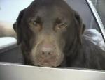 Dog Groom UK Franchise Video